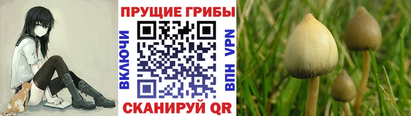blacksprut онион  Артёмовск  Галлюциногенные грибы Psilocybe 